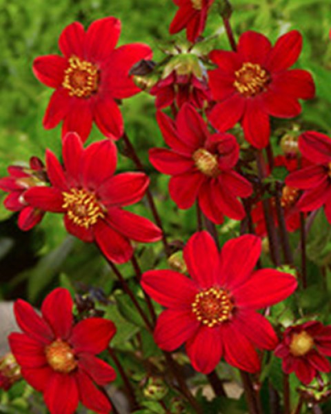 Dahlia Topmix Red